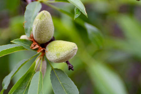 Young green almond nuts riping on almond tree close upの写真素材
