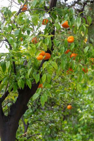 Ripe orange mandarine citrus fruit hanging on tree close up
