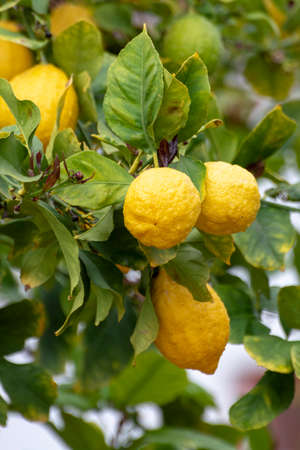 Ripe yellow lemons, tropical citrus fruits hanging on tree with water drops in rain close upの写真素材