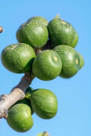 Unripe green figs fruits riping on fig tree close up with blue sky backgroundの写真素材
