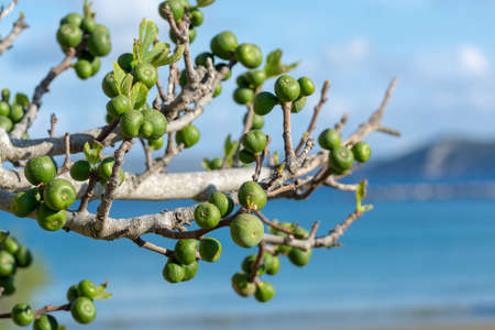 Unripe green figs fruits riping on fig tree close up with blue sky background