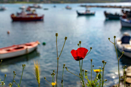 Landscape with colorful spring wild flowers, quiet sea harbor and traditional greek fisher boatsの写真素材