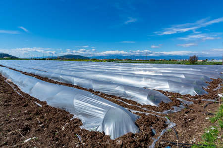Farming in Greece, rows of small greenhouses covered with plastic film with growing melon plants in...