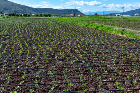 Farm field with rows of young fresh green salad lettuce plants growing outside under greek sun, agriculture in Greece.の写真素材