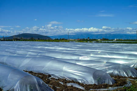 Farming in Greece, rows of small greenhouses covered with plastic film with growing melon plants in...