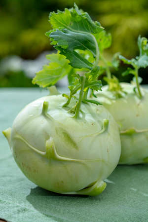 Heads of fresh ripe bio white cabbage kohlrabi from organic farm, close upの写真素材