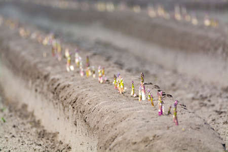 New harvest season on asparagus vegetable fields, white and purple asparagus growing uncovered on farm, agriculture in Netherlandsの写真素材