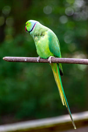 Green Alexandrine parakeet, living in Asian region, close up
