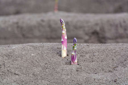 New harvest season on asparagus vegetable fields, white and purple asparagus growing uncovered on farm, agriculture in Netherlandsの写真素材