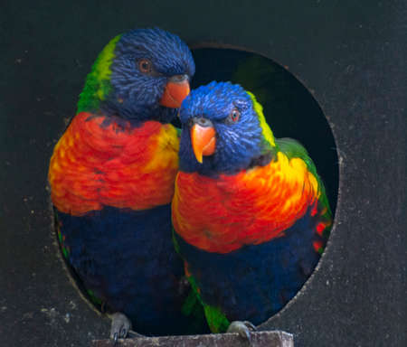 Two Blue mountain lorikeets sitting in nest, close upの写真素材