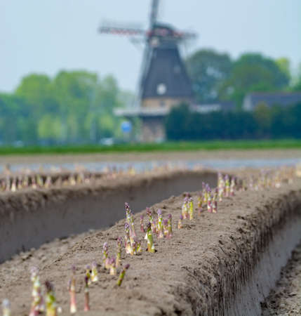 New harvest season on asparagus vegetable fields, white and purple asparagus growing uncovered on farm, countryside landscape with Dutch wind millの写真素材
