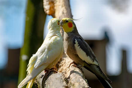 Cockateil, quarrion or weero parrots on thee, living in Australia close upの写真素材