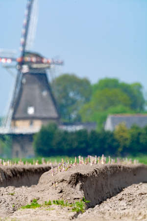 New harvest season on asparagus vegetable fields, white and purple asparagus growing uncovered on farm, countryside landscape with Dutch wind millの写真素材