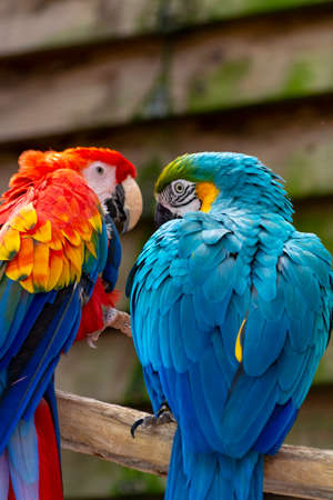 Macaw scarlet and blue-and-yellow parrots, long-tailed colorful exotic birds close up