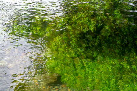 Background with clear green flowing water of Sorgue river in Provence, France