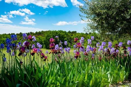 Lilac iris flowers, spring blossom of colorful irises in Provence, South of France, nature backgroundの写真素材