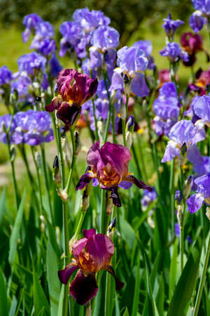 Lilac iris flowers, spring blossom of colorful irises in Provence, South of France, nature backgroundの写真素材