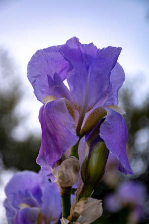 Lilac iris flowers, spring blossom of colorful irises in Provence, South of France, nature...