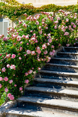 Blossom of pink rose flowers growing in castle garden in Provence, France, in sunny dayのeditorial素材