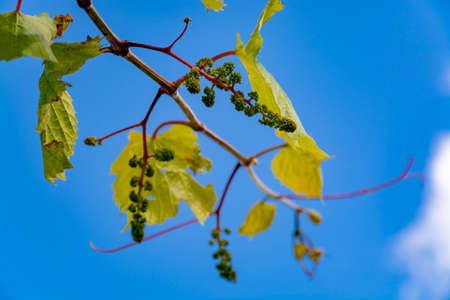 One young grape vine with small green grapes on blue sky backgroundの写真素材