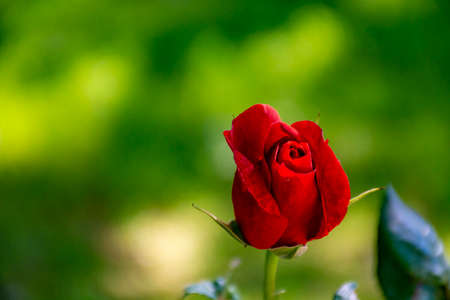One tight bud of red rose flower growing in gardenの写真素材