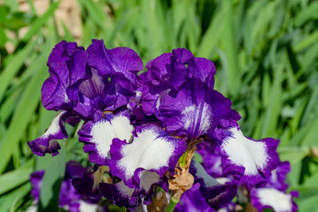 Lilac iris flowers, spring blossom of colorful irises in Provence, South of France, nature...