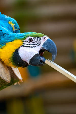 Macaw blue-and-yellow parrot, long-tailed colorful exotic bird  close up