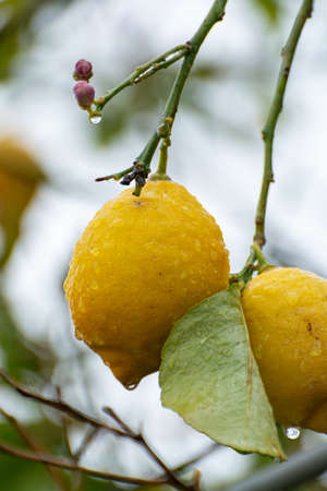 Ripe yellow lemon, tropical citrus fruit hanging on tree with water drops in rain close up