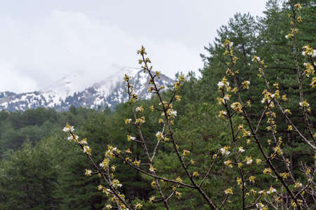 White blossom of sour cherry in greek mountains in spring, floral background