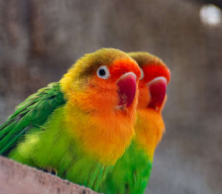 Colorful Fichers lovebirds from Tanzania, Africa close upの写真素材