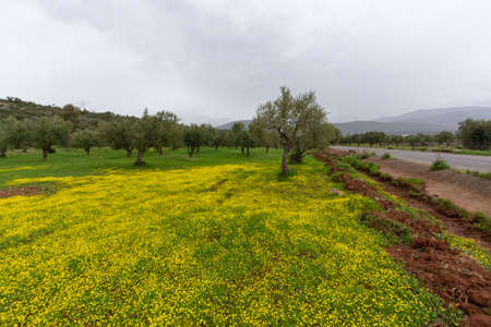 Countryside landscape with olive trees grove in spring season with colorful blossom of wild yellow...