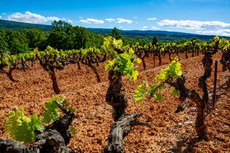 Production of rose, red and white wine in Luberon, Provence, South of France, landscape with vineyard on ochre soil in early summerの写真素材