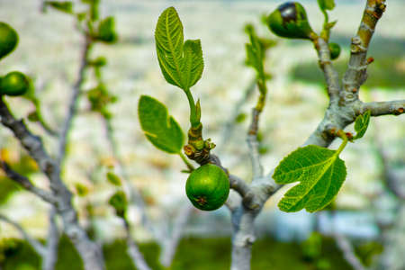 Unripe green figs fruits riping on fig tree close upの写真素材