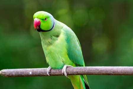 Green Alexandrine parakeet, living in Asian region, close upの写真素材