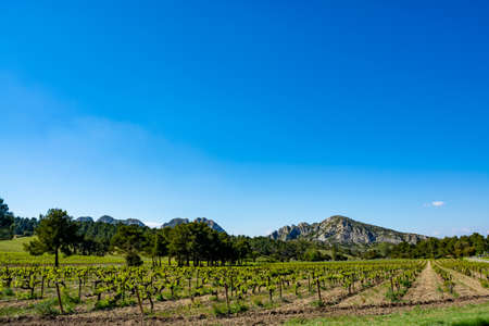 Production of rose, red and white wine in Alpilles, Provence, South of France, view on vineyard in early summerの写真素材