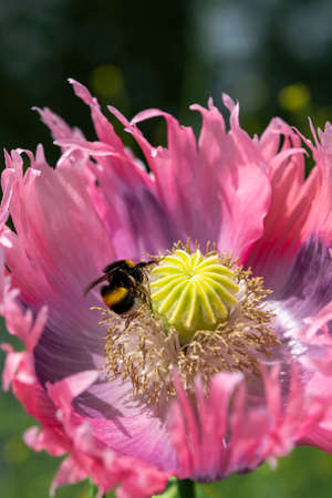 Beautiful flowers of Papaver somniferum or opium breadseed poppy plant  close up and bee