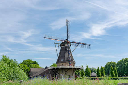 Dutch grain wind mill and corn field with blue flowers in summer, Oerle, Netherlandsの写真素材