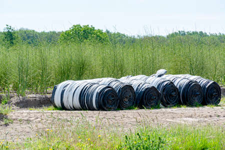 Cultivation cycle of growing of white asparagus vegetables in summer season in Dutch farms
