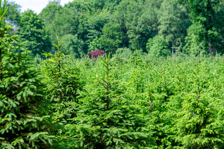 Plantation in Europe of high quality christmas trees, many green nordmann fir