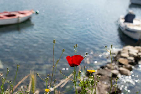 Landscape with colorful spring wild flowers, quiet sea harbor and traditional greek fisher boatsの写真素材