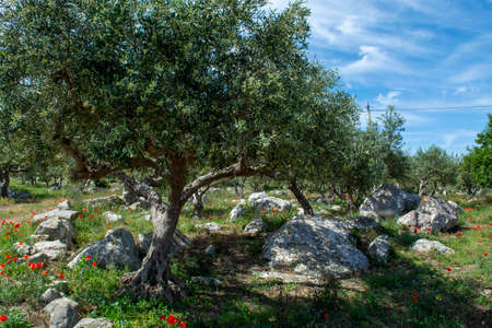 Olive trees growing on farm plantanions in Italy, production of extra virgine olive oilの写真素材