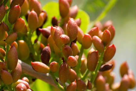 Cultivation of important ingredient of Italian cuisine, plantation of pistachio trees with ripening pistachio nuts near Bronte, located on slopes of Mount Etna volcano, Sicily, Italy, close up