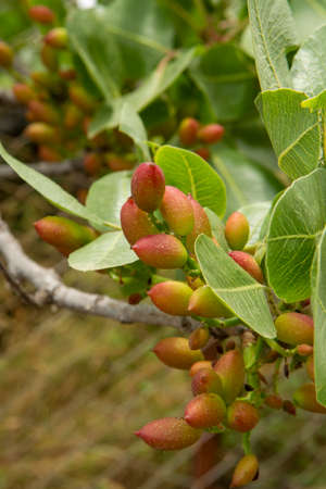 Cultivation of important ingredient of Italian cuisine, plantation of pistachio trees with ripening pistachio nuts near Bronte, located on slopes of Mount Etna volcano, Sicily, Italy, close upの写真素材