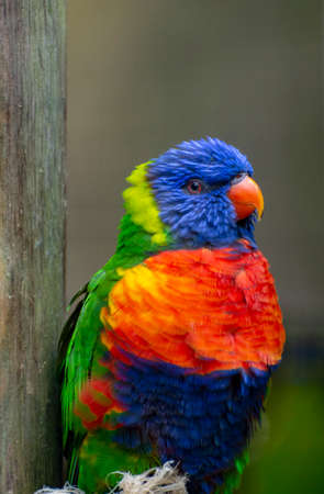 Blue mountain lorikeet bird close up