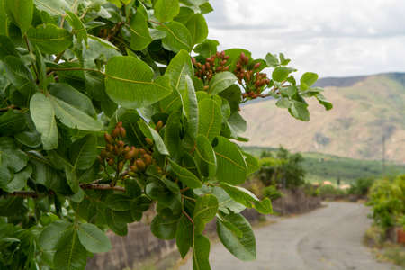 Cultivation of important ingredient of Italian cuisine, plantation of pistachio trees with ripening...