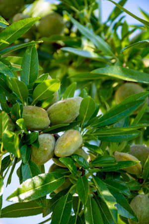 Young green almonds nuts riping on almond tree close up
