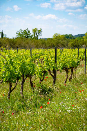 Production of rose, red and white wine in Alpilles, Provence, South of France, view on vineyard in...