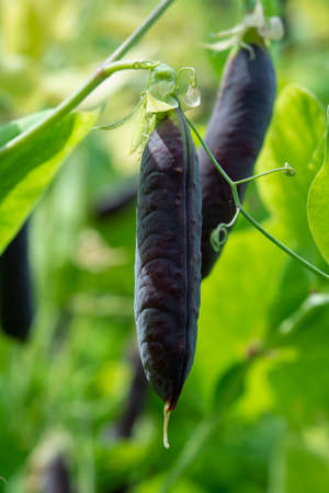 Ripe english garden peas plant, pea pods Blauwschokkers, close upの写真素材