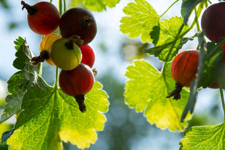 Black currant berries ripening in garden close up