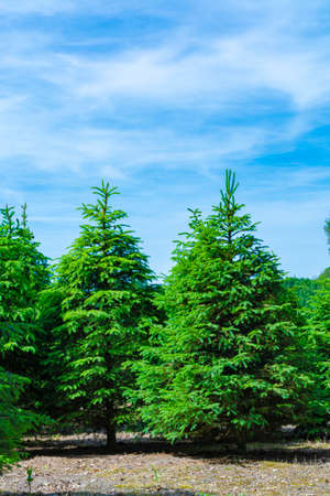 Plantation in Europe of high quality christmas trees, many green nordmann firの写真素材